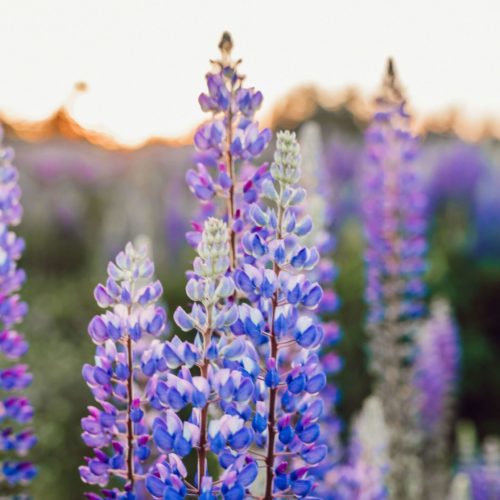 liana-mikah-uUpa50-5Y2U-unsplash (1) liana-mikah-uUpa50-5Y2U-unsplash (1)