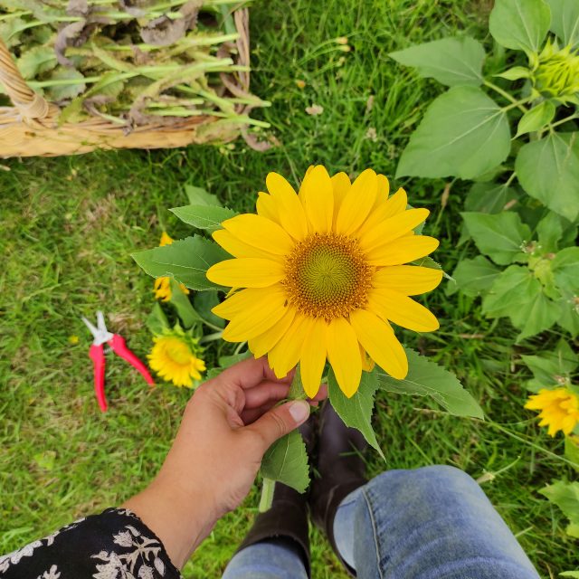 fleurs-1-5 fleurs-1-5