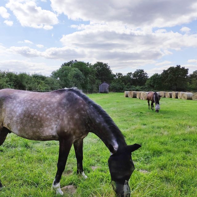 chevaux (1) chevaux (1)