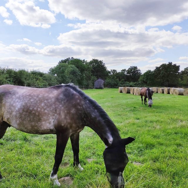 chevaux (1)