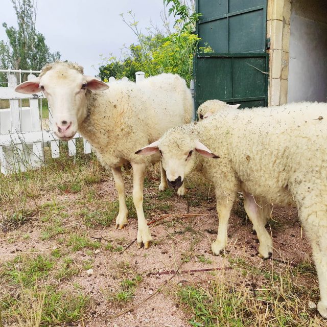 moutons (1) moutons (1)