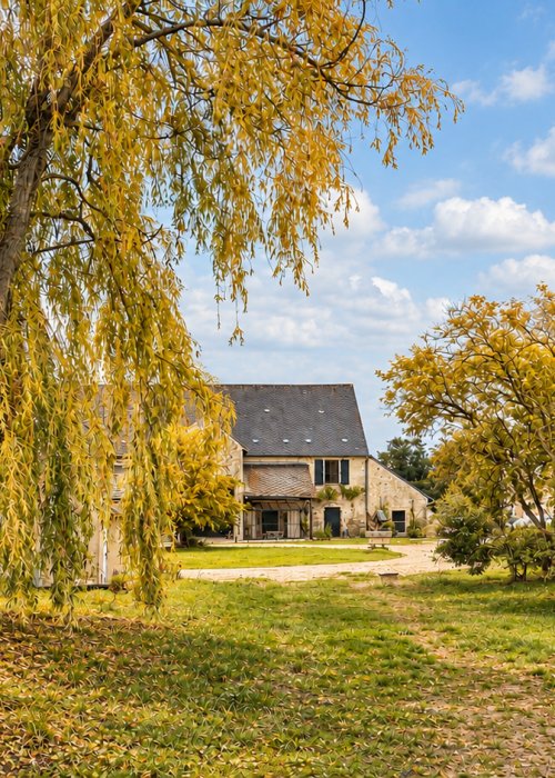 Jardin rural d’octobre au saule doré