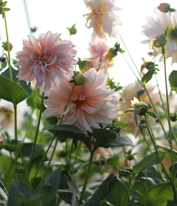 Floret-library-dahlia-cafe-au-lait-1_768x