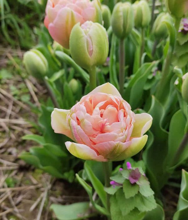 bouquet-tulipe-1-1