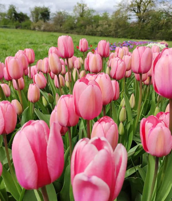 bouquet-tulipe-4-1