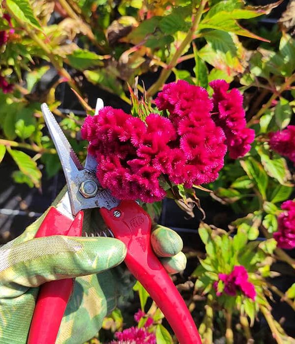 fleurs-sechees-celosie-rose1