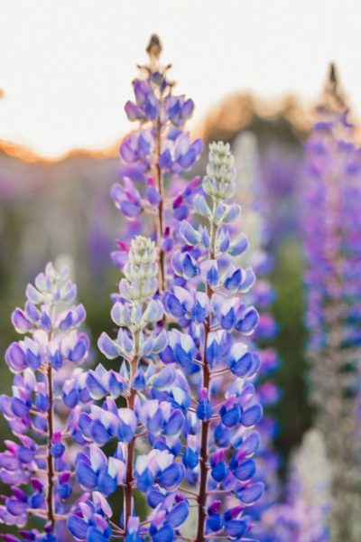 liana-mikah-uUpa50-5Y2U-unsplash (1)
