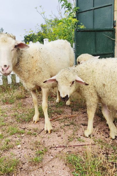 moutons (1)