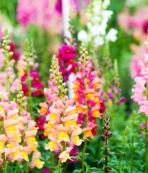 muflier-gueule-de-loup-antirrhinum