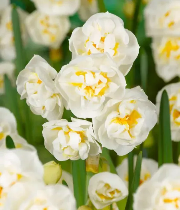 narcissus-bridal-crown_1_3