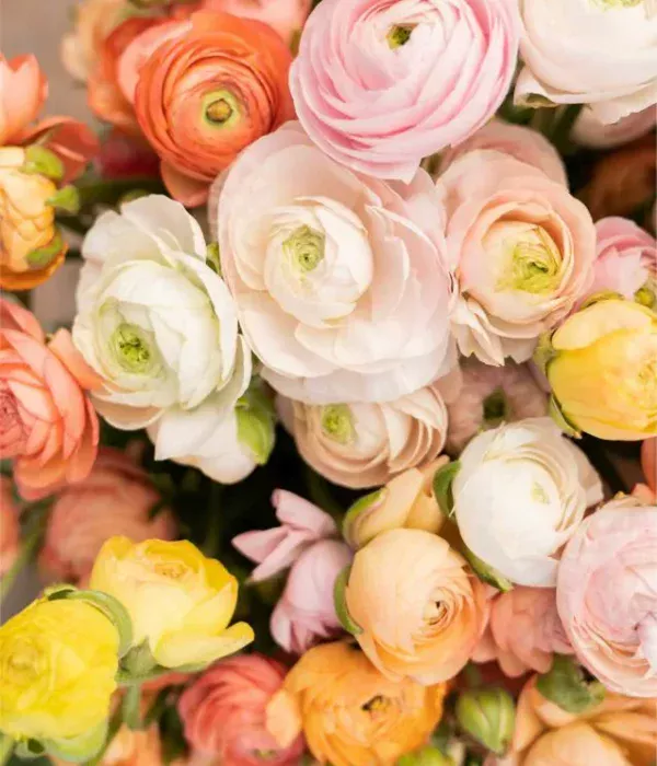 ranunculus-elegance-pastello-mix-1a_5